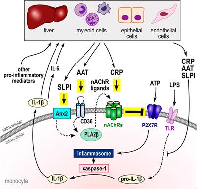 Negative regulation of ATP-induced inflammasome activation and cytokine secretion by acute-phase proteins: A mini review